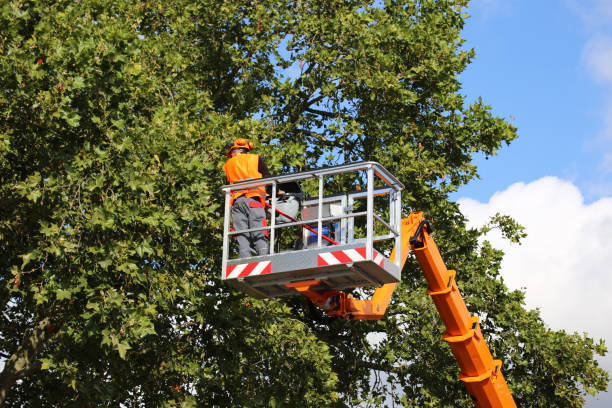 The Steps Involved in Our Tree Care Process in Woodfield, SC